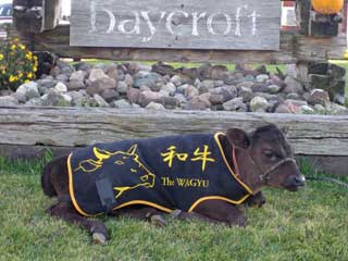 Baycroft Wagyu Calf